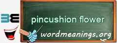 WordMeaning blackboard for pincushion flower